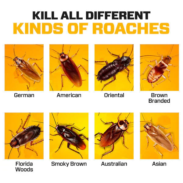 QuikCatch Roach Ace Bait Station (Buy Now - Limited Stock🔥🔥)